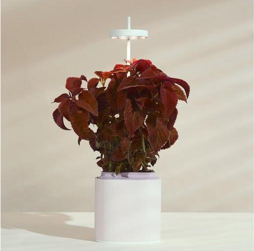 Image du produit Prêt à Pousser Pot d'herbes aromatiques Nano (13.50 cm)