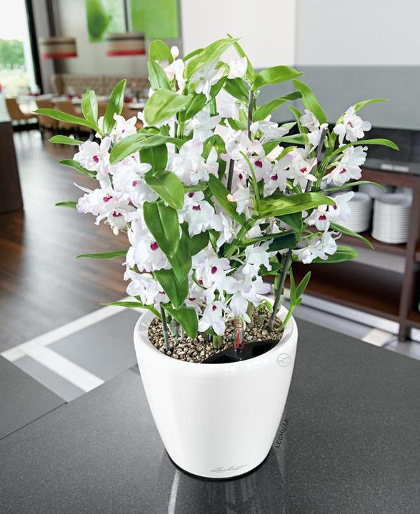 Produktbild Lechuza Classico (22 cm)