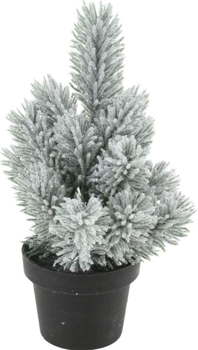 Productafbeelding Den in pot, 33cm (33 cm)
