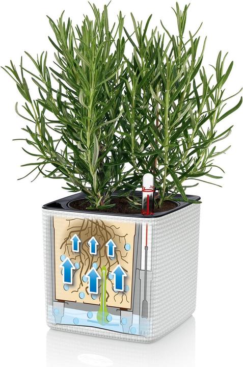 Actual product image Lechuza Green Wall Home Kit (15 cm)