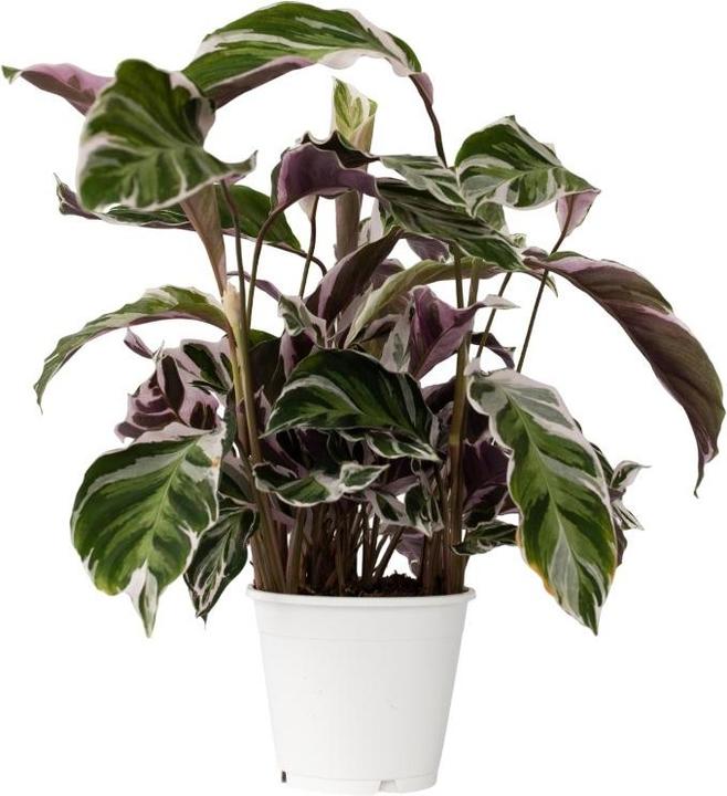 Plant in a Box Calathea Lietzei “White Fusion” - Korbmaranthe (30 cm)