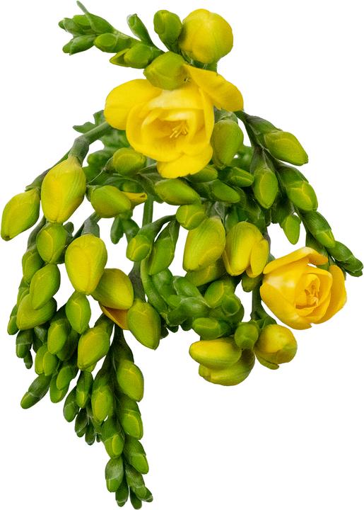 Produktbild Flowerbox Freesie 'Soleil' (Schnittblumen)