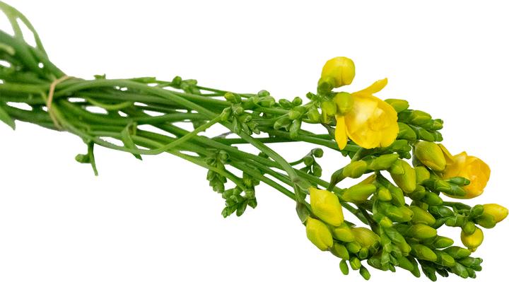 Produktbild Flowerbox Freesie 'Soleil' (Schnittblumen)