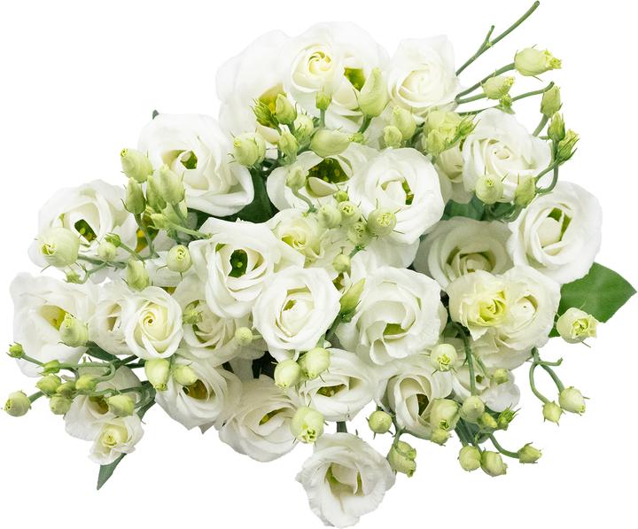 Produktbild Flowerbox Lisianthus 'Rosita White'