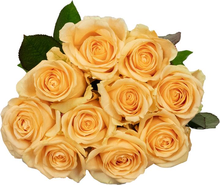 Image du produit Flowerbox Rose 'Avalanche Peach (Fleurs coupées)