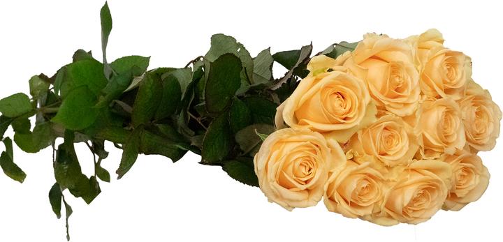 Image du produit Flowerbox Rose 'Avalanche Peach (Fleurs coupées)