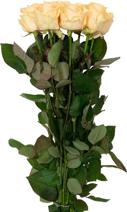 Image du produit Flowerbox Rose 'Avalanche Peach (Fleurs coupées)