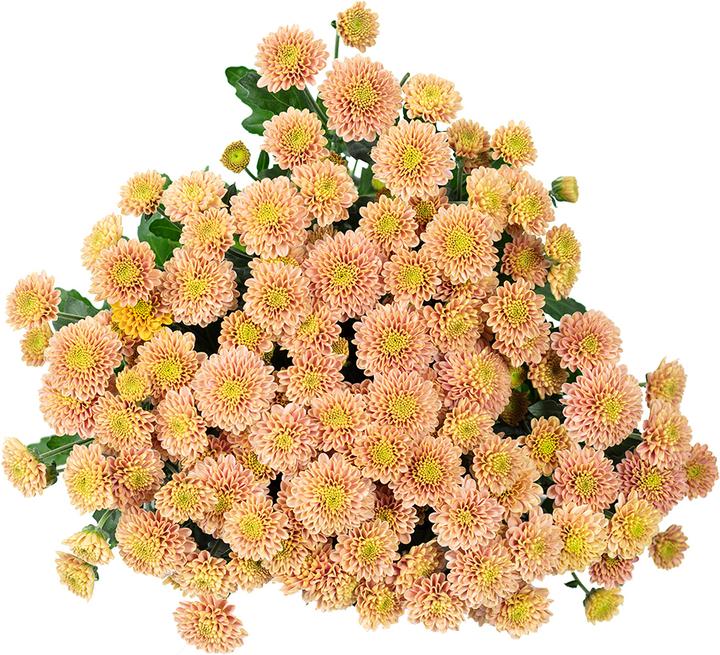 Produktbild Flowerbox Bund Chrysantheme - Chrysanthemum Santini 'Ellison Salmon'