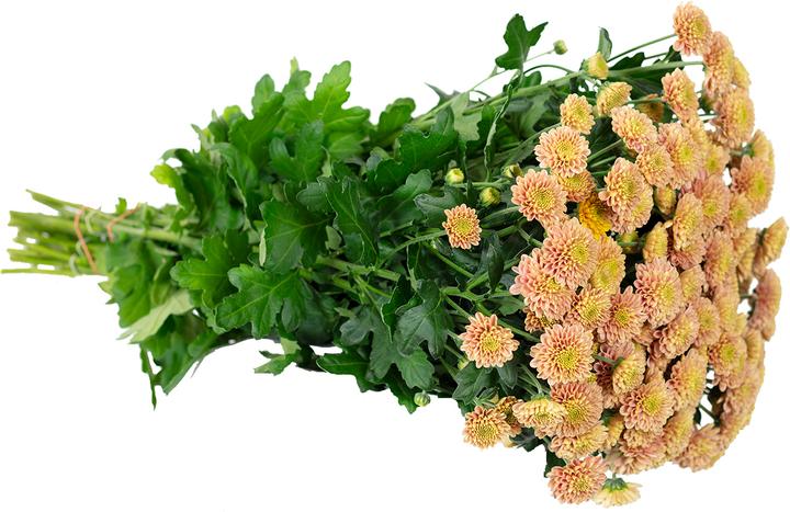 Produktbild Flowerbox Bund Chrysantheme - Chrysanthemum Santini 'Ellison Salmon'