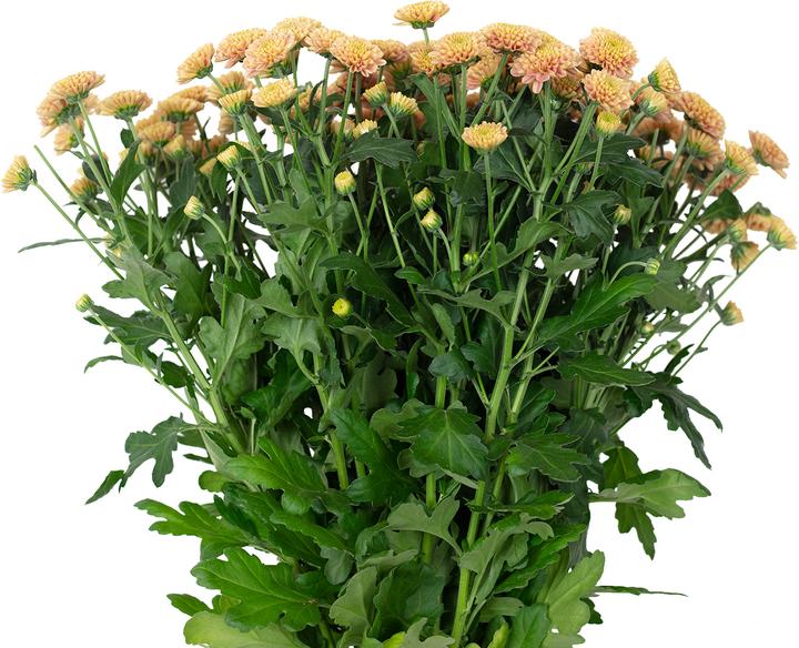 Produktbild Flowerbox Bund Chrysantheme - Chrysanthemum Santini 'Ellison Salmon'