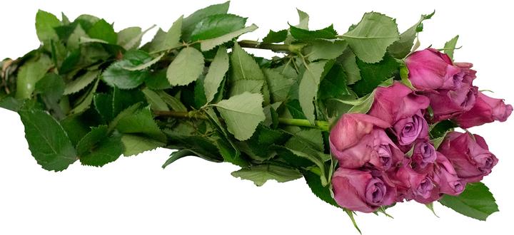 Image du produit Flowerbox Rose 'New Orleans