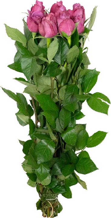 Image du produit Flowerbox Rose 'New Orleans