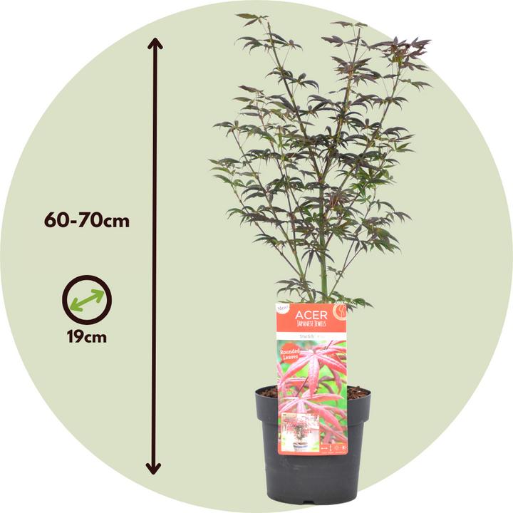 Actual product image Plant in a Box Acer palmatum 'Starfish' - Maple tree (60 cm)