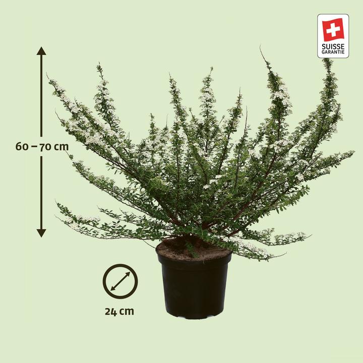 Produktbild Zulauf Pracht-Spiere / Spiraea x vanhouttei (70 cm)