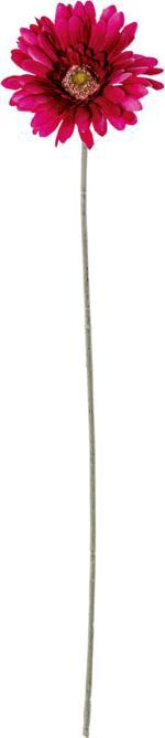 Actual product image DPI Gerbera (56 cm)