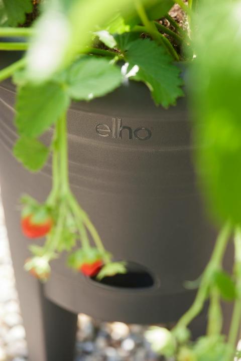 Produktbild Elho Green Basics Erdbeertopf (33 cm)