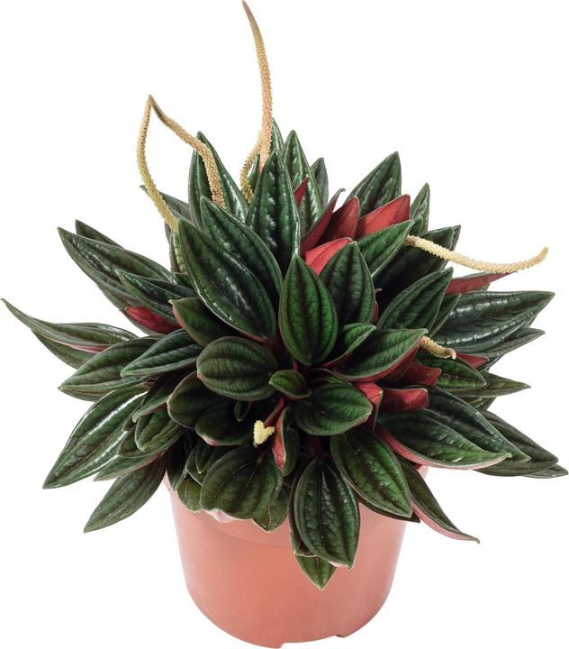 Produktbild Flowerbox Smit Rosso - Peperomia (15 cm)