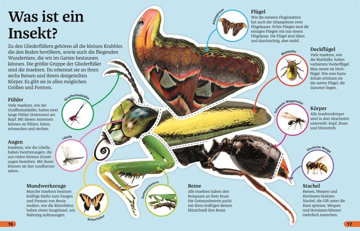 Produktbild Superchecker! Insekten (Deutsch, Andrea Mills, Wolfgang Beuchelt, Brigitte Rüssmann, 2022)