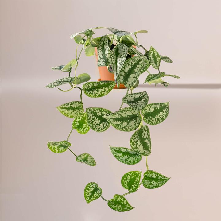 Produktbild Mary and Plants Silver Vine Terrakotta (50 cm)