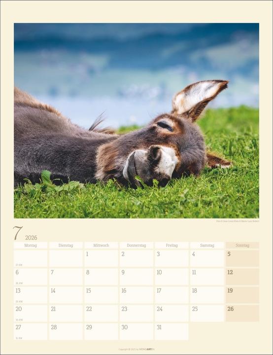 Produktbild Esel Kalender 2026 (30 x 39 cm, Deutsch)