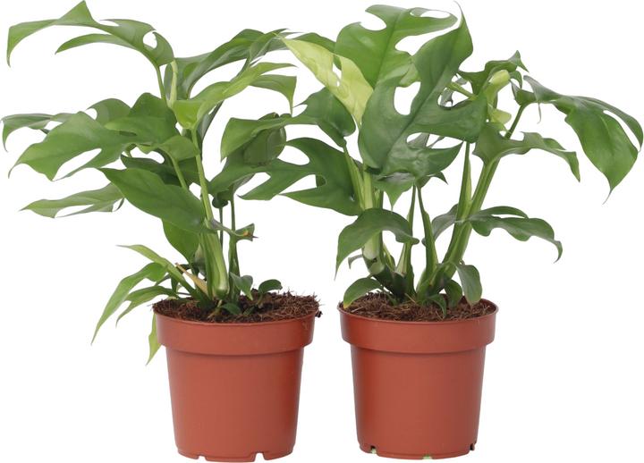 Produktbild Plant in a Box Rhaphidophora Tetrasperma - 2er Set Monstera Minima (20 cm)