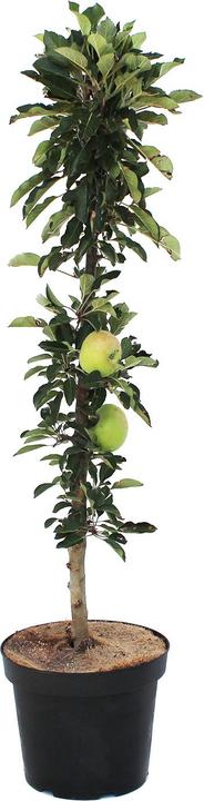 Zulauf Säulen-Apfel / Malus (SÄU) Rumba (100 cm)