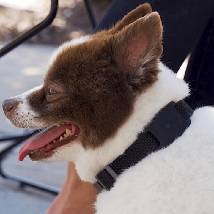 Produktbild Case-Mate AirTag Dog Collar Mount