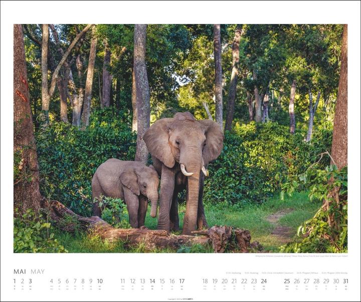 Actual product image Elefanten Kalender 2026 (55 x 46 cm, German)