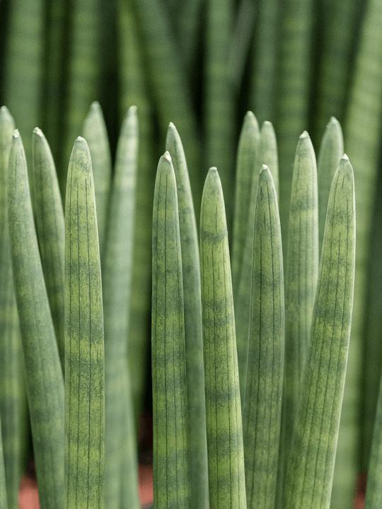 Produktbild Mahaloplants Sansevieria Mikado (25 cm)