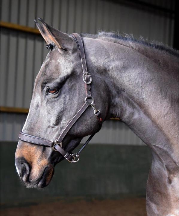 Immagine prodotto Cavezza per cavalli pronta da cavalcare in pelle
