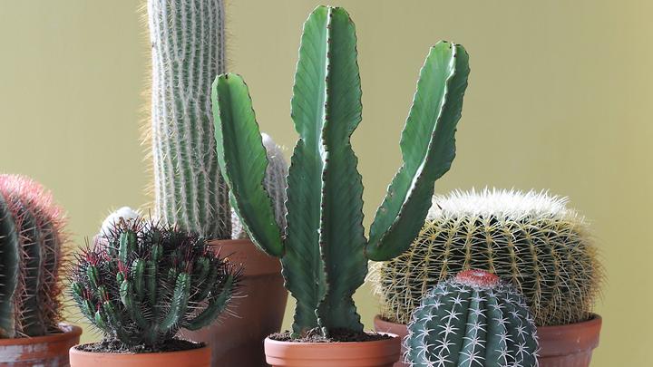 Actual product image Plant in a Box Euphorbia ingens - Candelabra Euphorbia Cactus (50 cm)