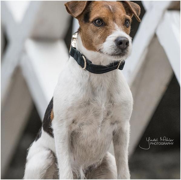 Produktbild Kentucky Dogwear Hundehalsband corduroy (XS, Hund)