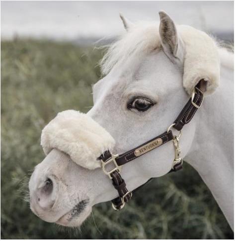 Actual product image Kentucky Horsewear Pony leather halter