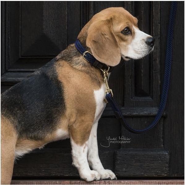 Produktbild Kentucky Dogwear Geknüpfte Nylon Hundeleine (L, Hund)