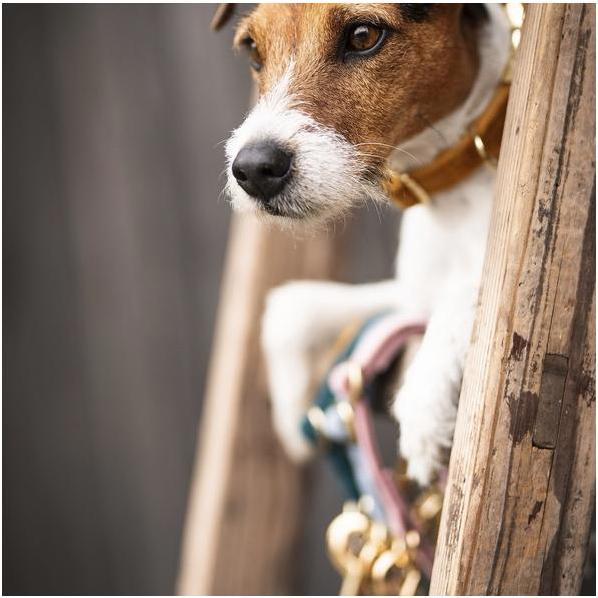 Produktbild Kentucky Dogwear Hundehalsband velvet (L, Hund, Hundesport)