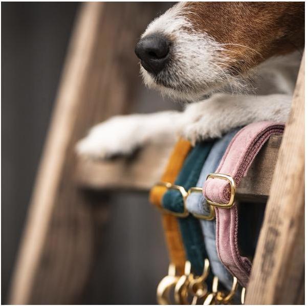 Produktbild Kentucky Dogwear Hundehalsband velvet (L, Hund, Hundesport)