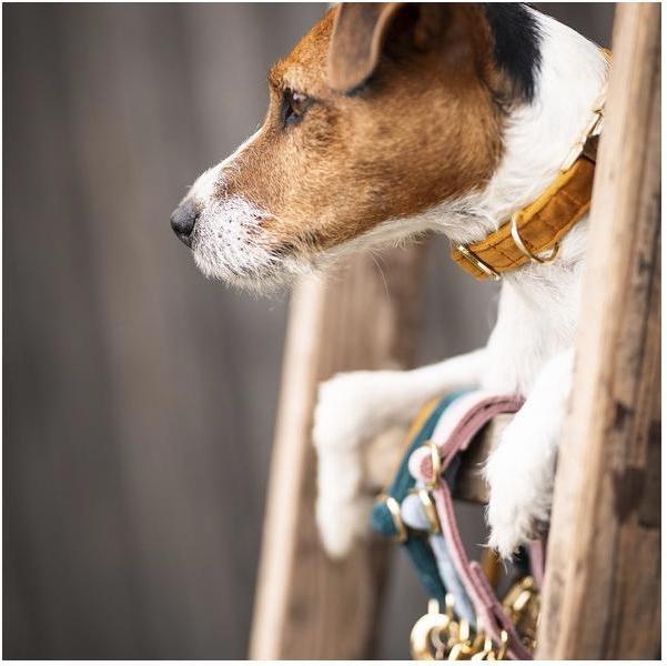 Produktbild Kentucky Dogwear Hundehalsband velvet (L, Hund, Hundesport)