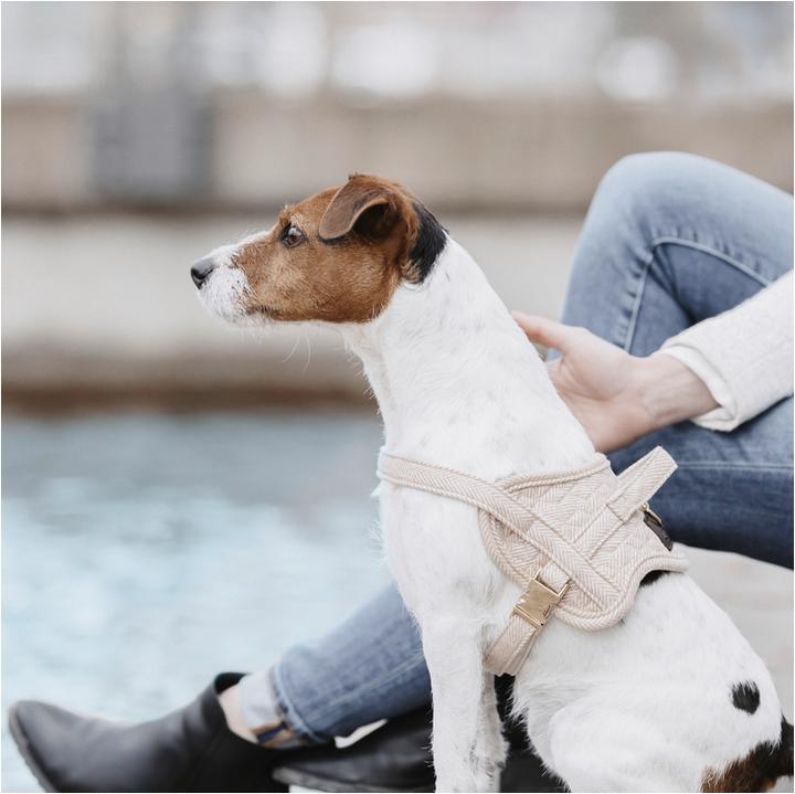 Produktbild Kentucky Dogwear Hundegeschirr Body Safe (XL, Hund, Allgemein)