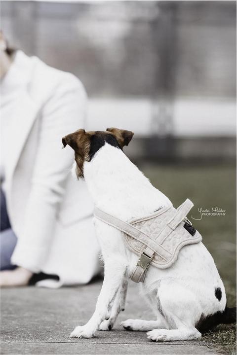 Produktbild Kentucky Dogwear Hundegeschirr Body Safe (XL, Hund, Allgemein)