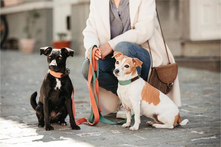 Produktbild Kentucky Dogwear Hundeleine Jacquard (140, Hund, Allgemein)