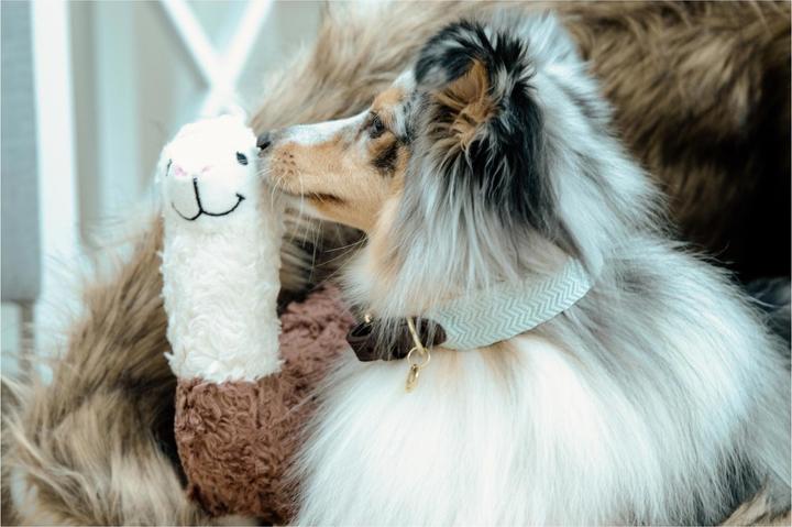 Produktbild Kentucky Dogwear Hundehalsband Jacquard (L, Hund, Allgemein)