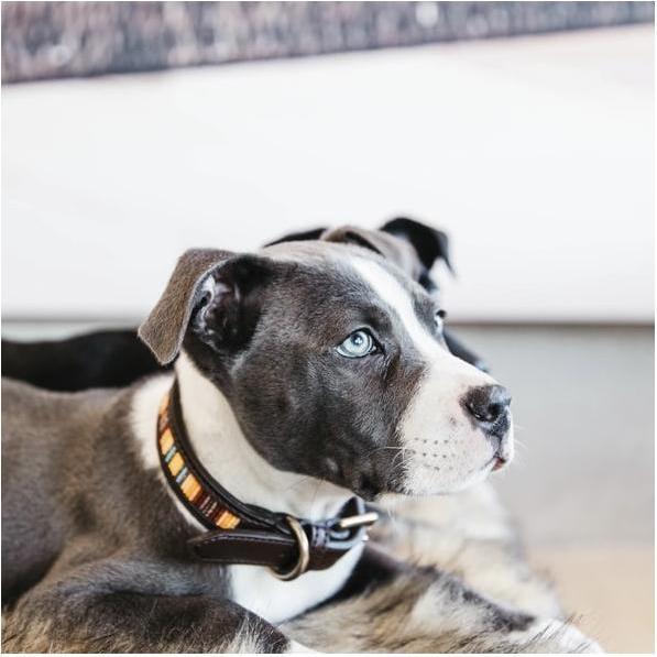 Produktbild Kentucky Dogwear Hundehalsband Handgemacht Pearls (S, Hund)