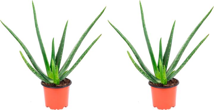 Image du produit Flowerbox Lot de 2 Aloès véritables - Aloe vera (40 cm)