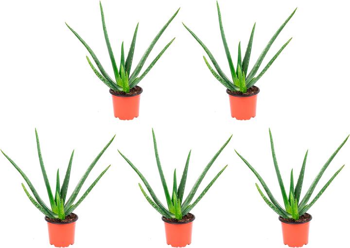 Actual product image Flowerbox Set of 5 Echte Aloe - Aloe vera (40 cm)