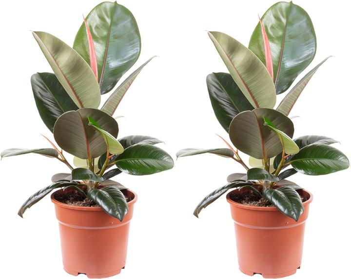 Actual product image Flowerbox Ficus elastica "Robusta" (50 cm)