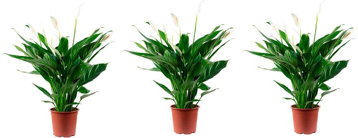 Produktbild Flowerbox 3er-Set Einblatt - Spathiphyllum (70 cm)