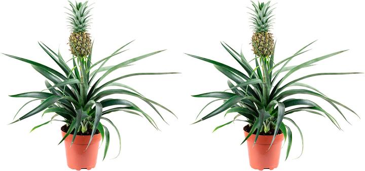 Immagine prodotto Flowerbox Set di 2 Ananas (con frutta) - Ananas Corona (45 cm)