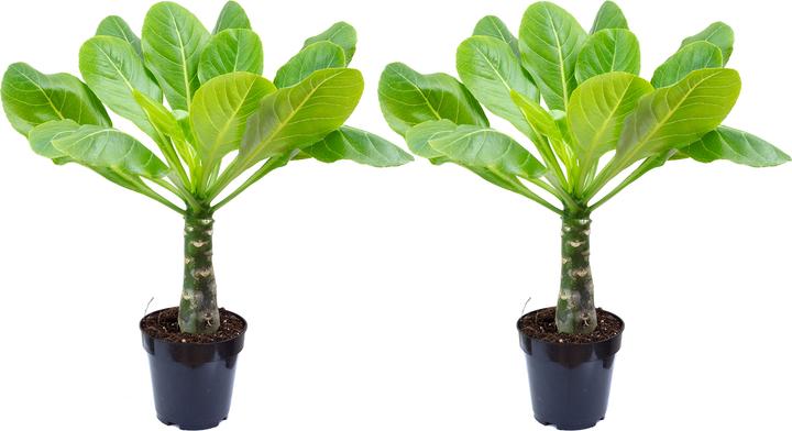 Immagine prodotto Flowerbox Set di 2 palme hawaiane - Brighamia (40 cm)