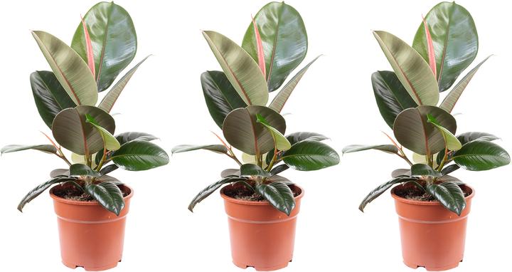 Produktbild Flowerbox 3er-Set Gummibaum - Ficus elastica "Robusta" (50 cm)