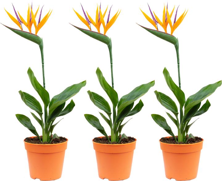 Produktbild Flowerbox 3er-Set Paradiesvogelblume mit Kunstblüte - Strelitzia Reginae (40 cm)